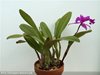 Laeliocattleya Colette Thurilet 